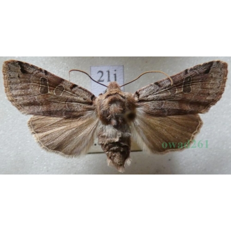 Agrochola litura (Linnaeus, 1758) Źrenicówka przecinkówka Czech21j